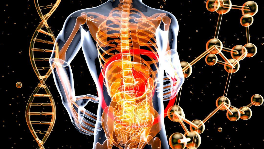 How Sluggish Metabolism Affects Digestion and Energy Levels
